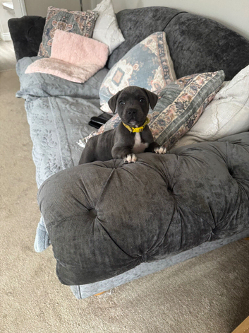 Blue puppy staff kc registered