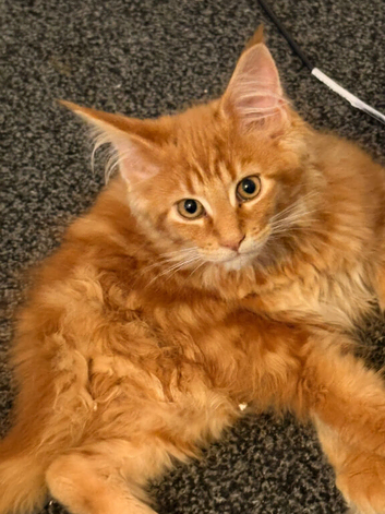 TICA Mufasa Needing A Urgent Home.