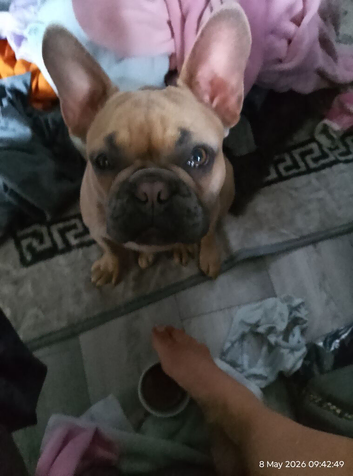 9 months handsome tan french bulldog boy