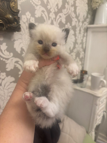 Ragdoll Kittens