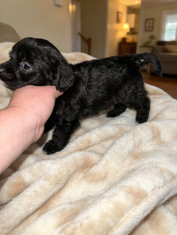 Jackapoo puppies
