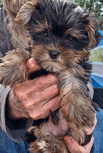 Two beautiful boys small yorkies