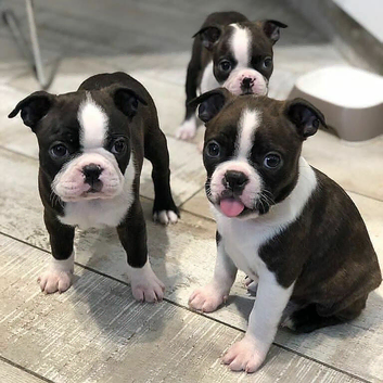 Kc registered Boston terrier&rsquo;s