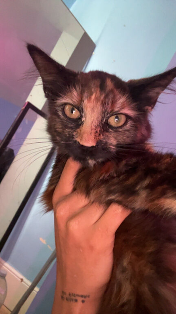 Beautiful 6-Month-Old Tortie Girl &mdash; Dutches