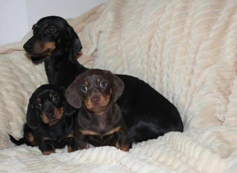 Adorable Miniature dachshunds looking for loving family