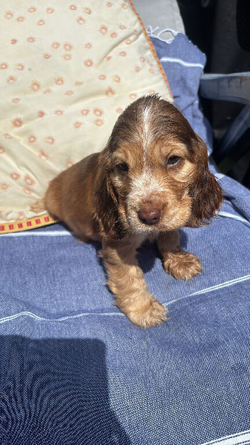 Show Cocker Spaniels looking for Homes