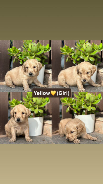 Pedigree Golden Retriever Puppies Health Tested