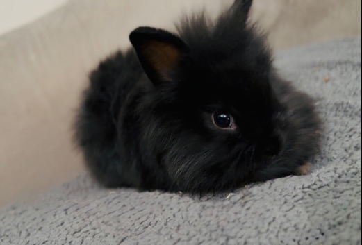 Pure bred double maned lionhead babies