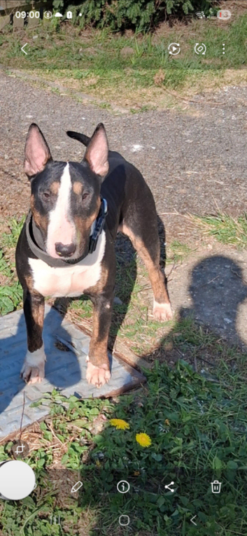 Kc reg bull terrier stud proven