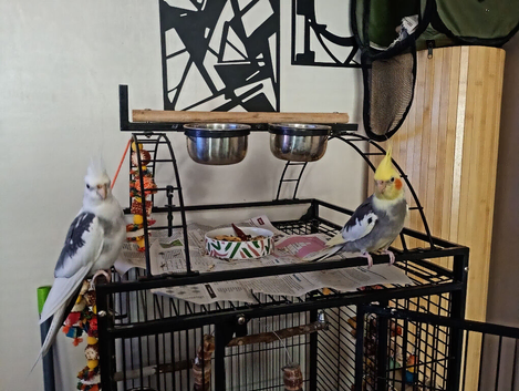 Two male cockatiel's