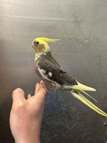 Hand reared baby cockatiel available