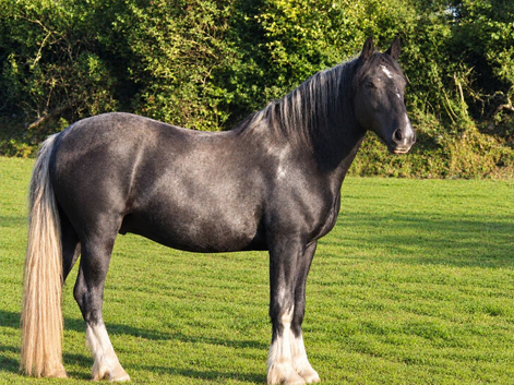 Percheron x cob gelding