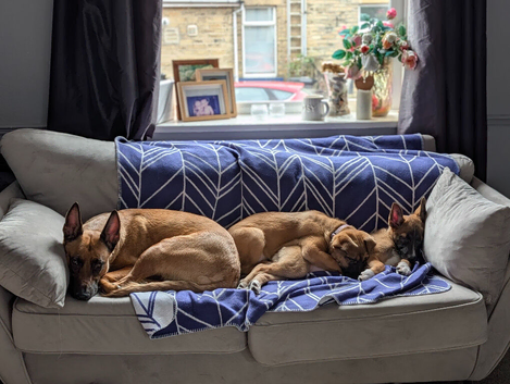 Belgian Malinois x Border Collie