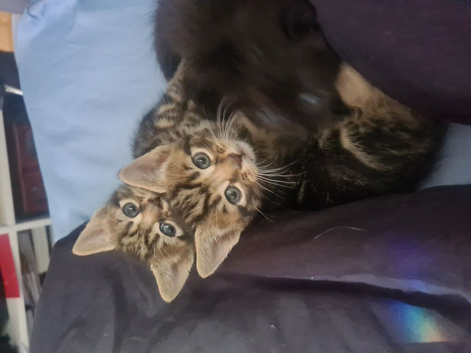 Kittens