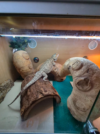 3 year old Bearded Dragon with vivarium, lighting, accessories