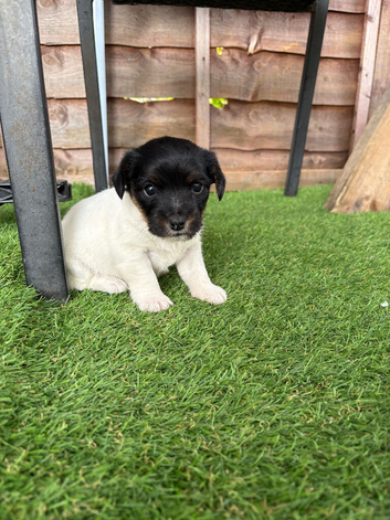 Sealyham jack Russell puppy
