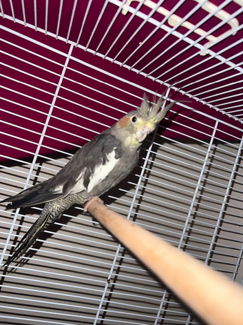 Cockatiel