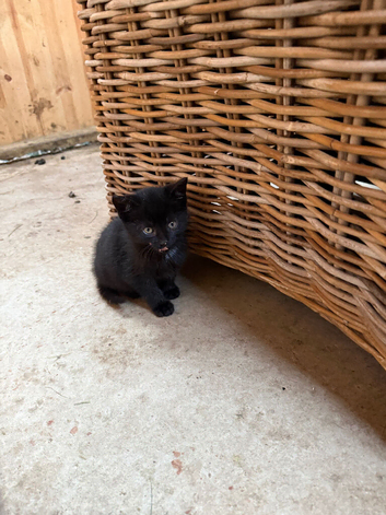 Farm kittens or pets