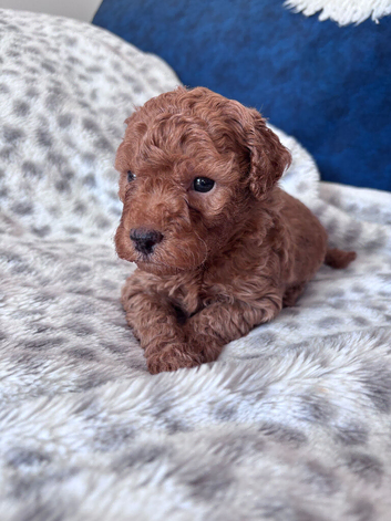 Toy poodle miniature poodle mix puppies absolutely adorable
