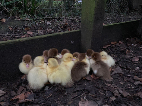 Muscovy ducklings for sale
