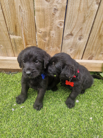 Giant schnauzer x Labrador puppys