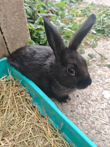 Mini rex bunnies