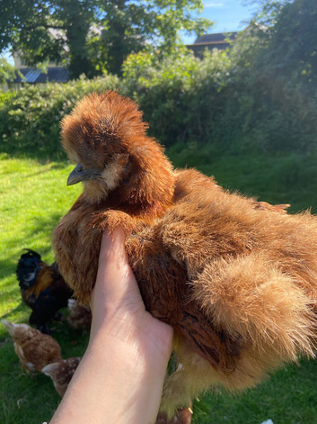 Auburn silkie breeding duo for sale