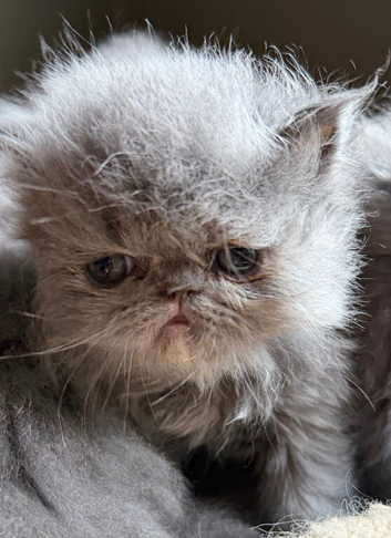 Beautiful Persian Kittens