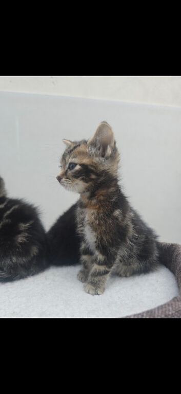 Gorgeous Sibling Kittens Born March 5th &ndash; Heart-Melting & Gentle (Pairs Preferred)