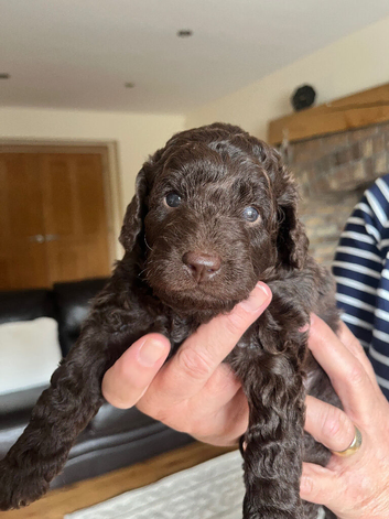 2 x boys miniature labradoodles F1B