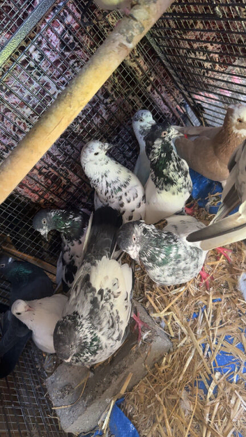 High Flyer Pigeon, Healthy and Activ