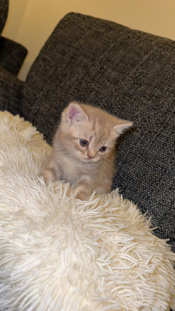 British shorthair kittens