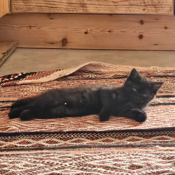 Persian X female kittens 9wks