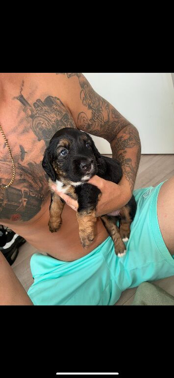 BEAUTIFUL TRI PUPPIES