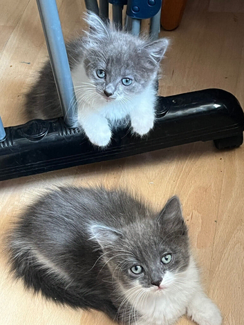 Cute Russian Blues for sale