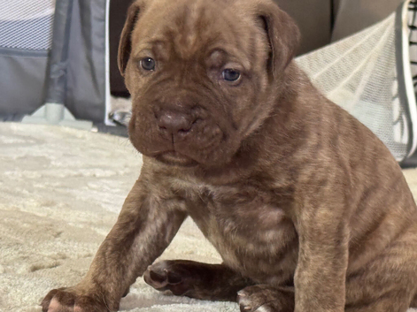 English Corso Dogge