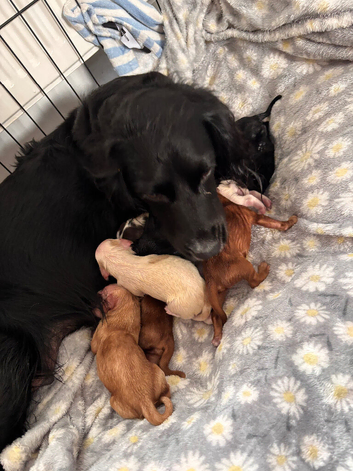 Cocker spaniel puppies