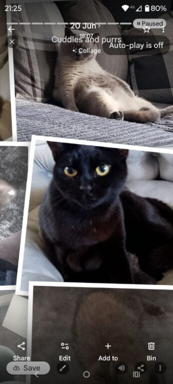 Female black cat