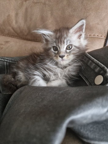 BEAUTIFUL MAINE COON KITTENS - LOOKING FOR THEIR FOREVER HOMES!