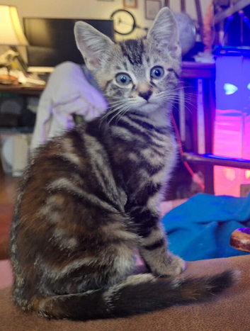 Torbie girl kitten ready to go