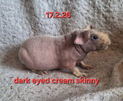 A pair of skinny sows
