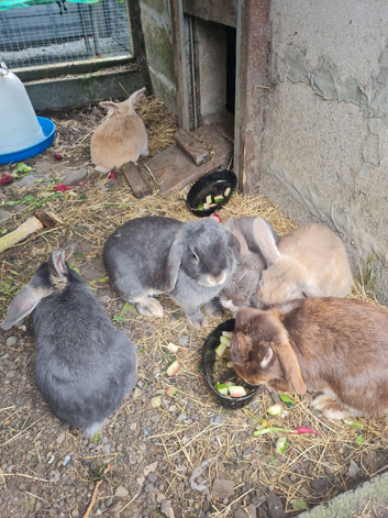 Mini lops for sale