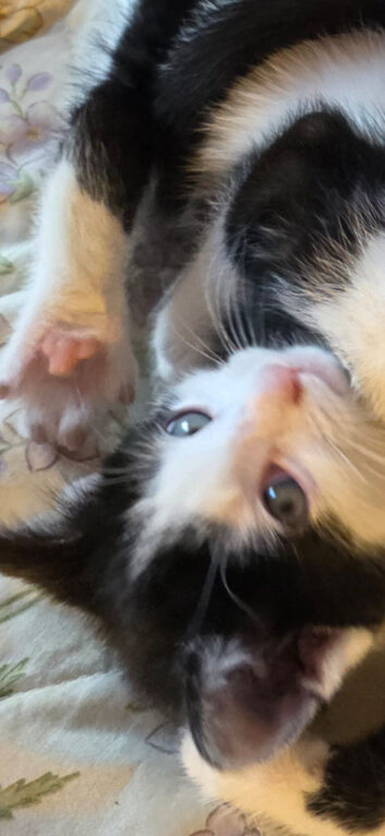 Kittens harlequin x mainecoon