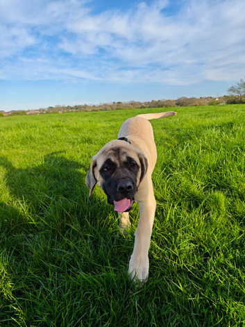 Beautiful English mastiff