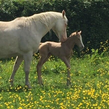 AQH Mare