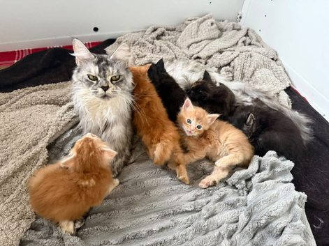 beautiful polydactyl half mainecoon kittens