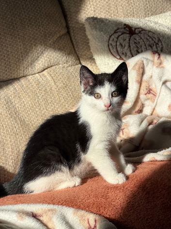 Last kitten looking for his forever home