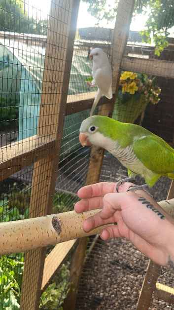 tammed talking pair