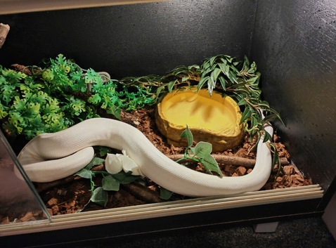Ball python Pastel Ivory