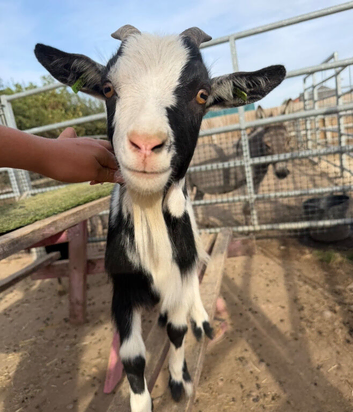 COWBOY JACK | 16-Month-Old Pygmy Goat